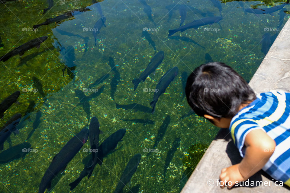 Boy watching fish in a trout pool during the daytime