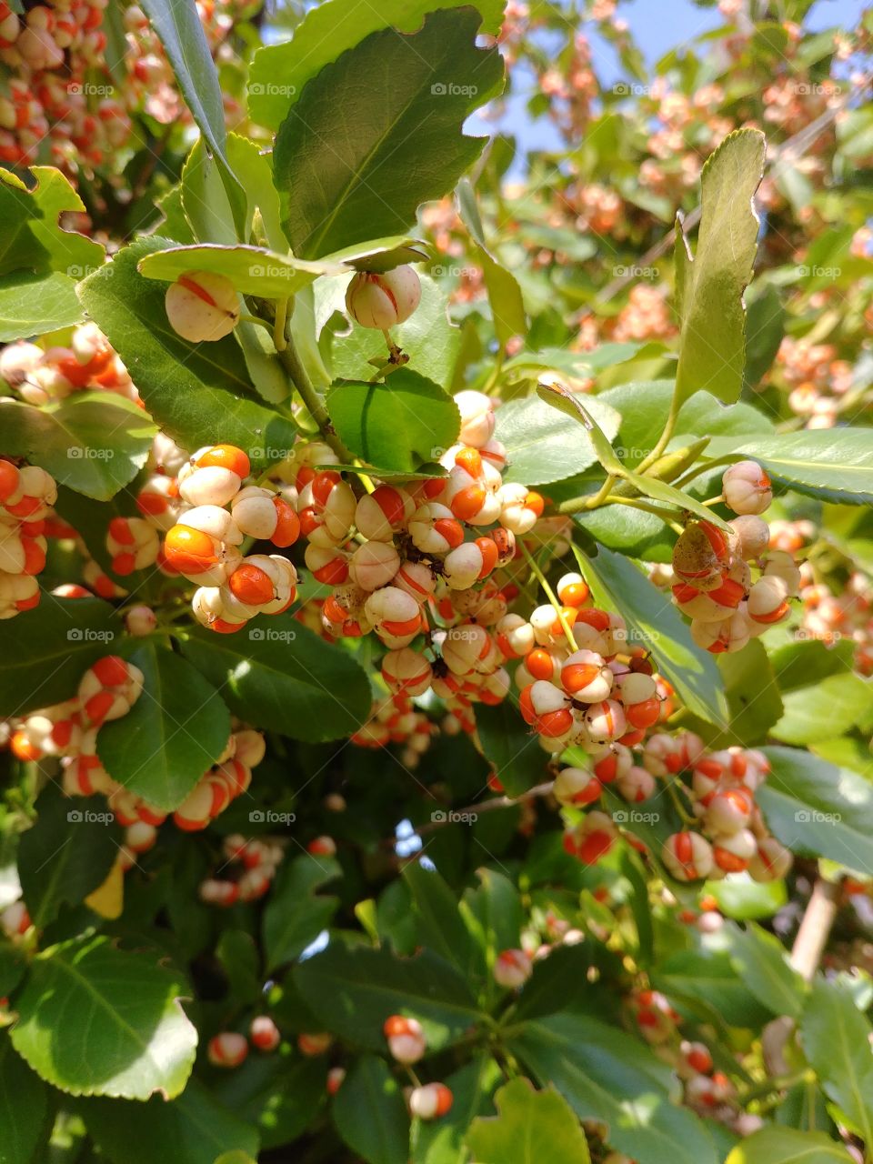 Beeren giftig orange weiß white green grün busch plant pflanze Herbst autumn