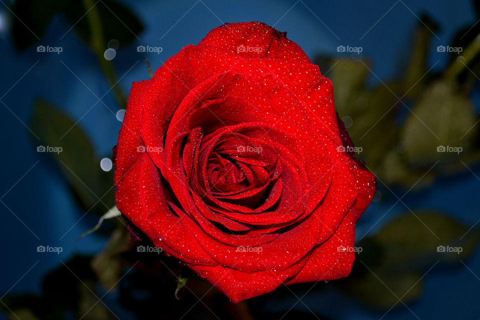 red rose