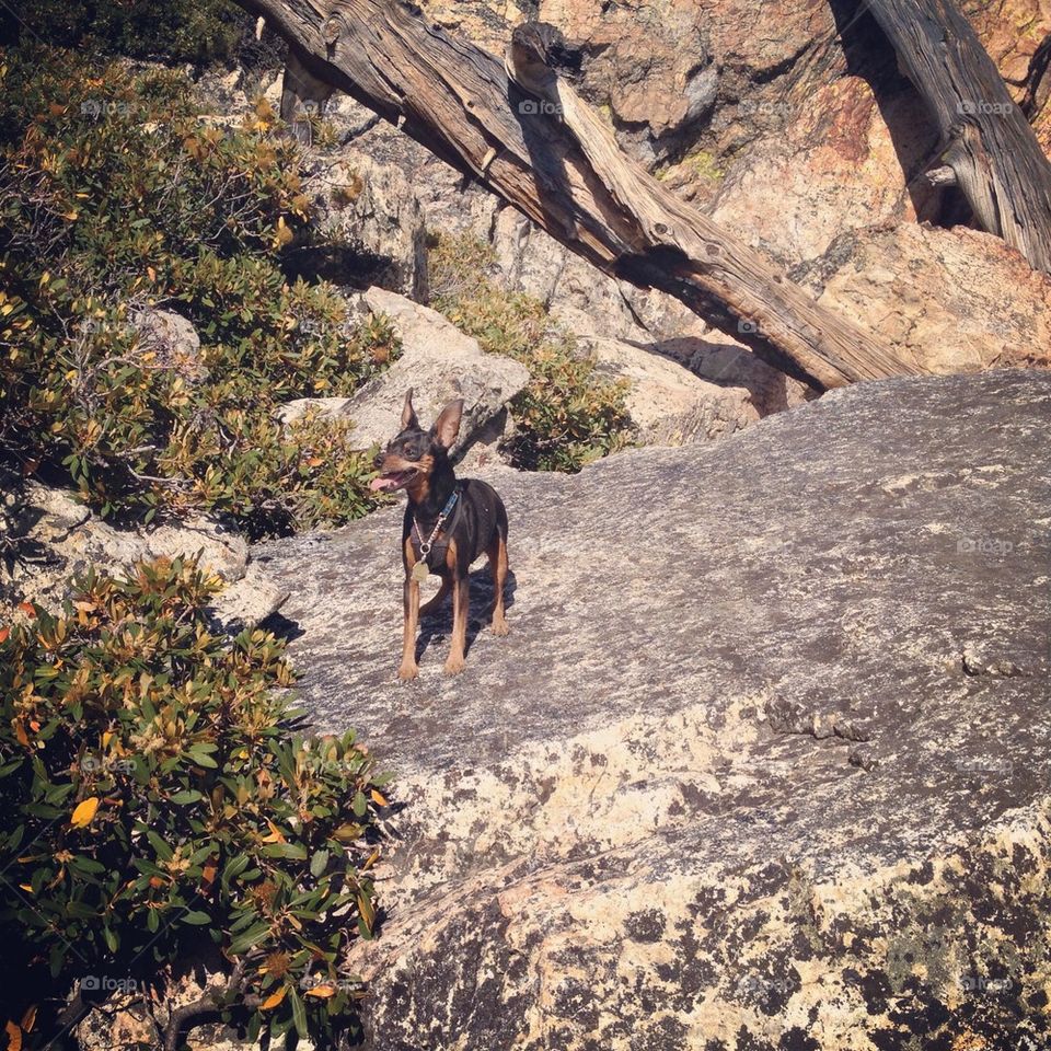 hiking buddy 