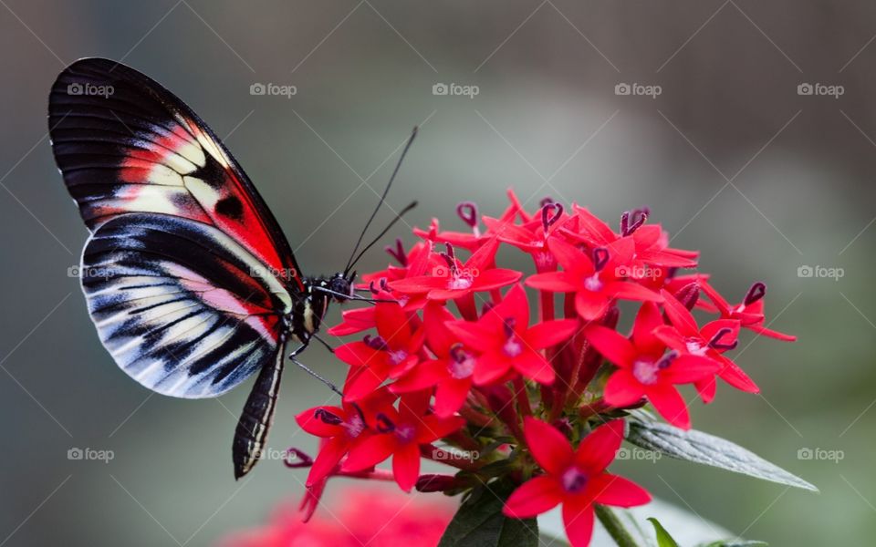 Butterfly
Red