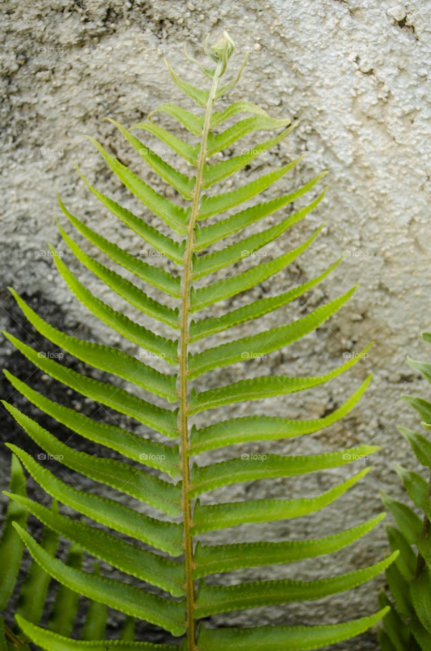 Vertical Leaf Of Ostrich Fern