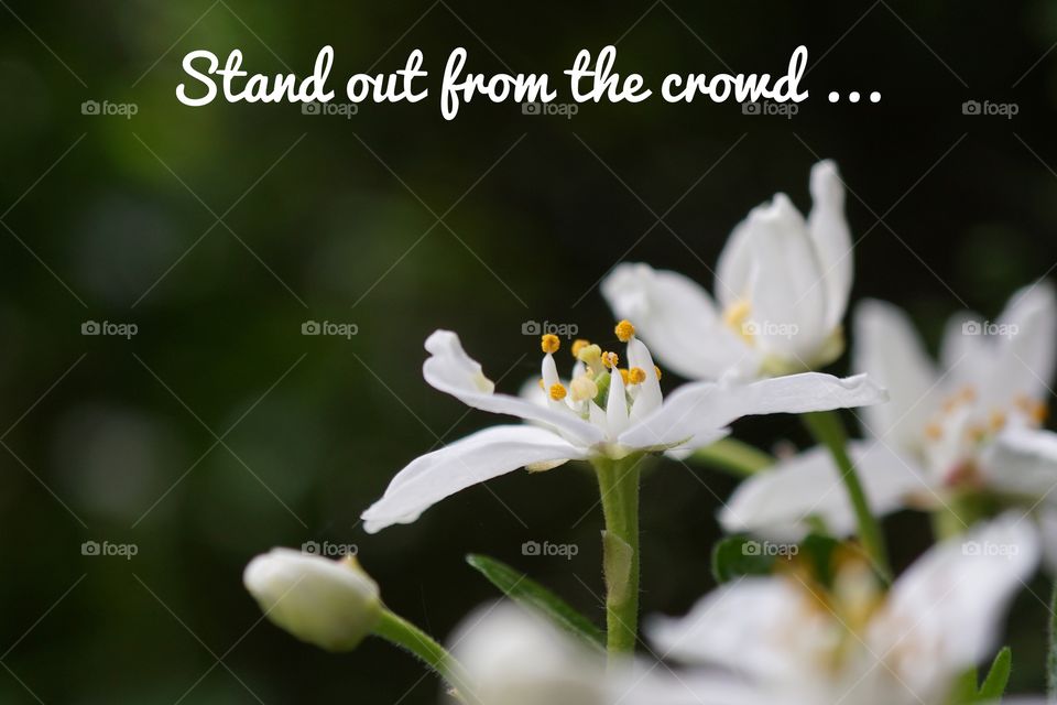 Stand out from the crowd ... beautiful white petal flower in my garden 