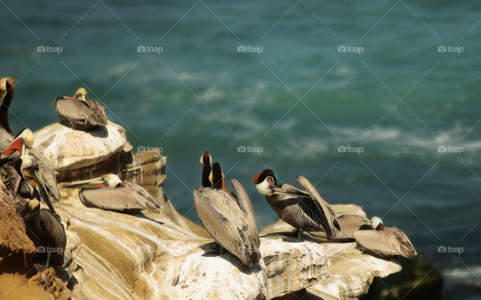 Brown pelican