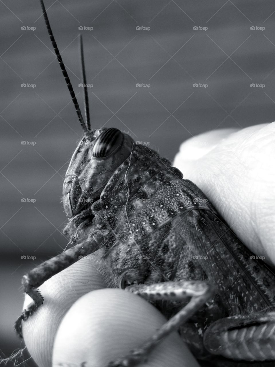 Grasshopper in hand.  Black and white photo