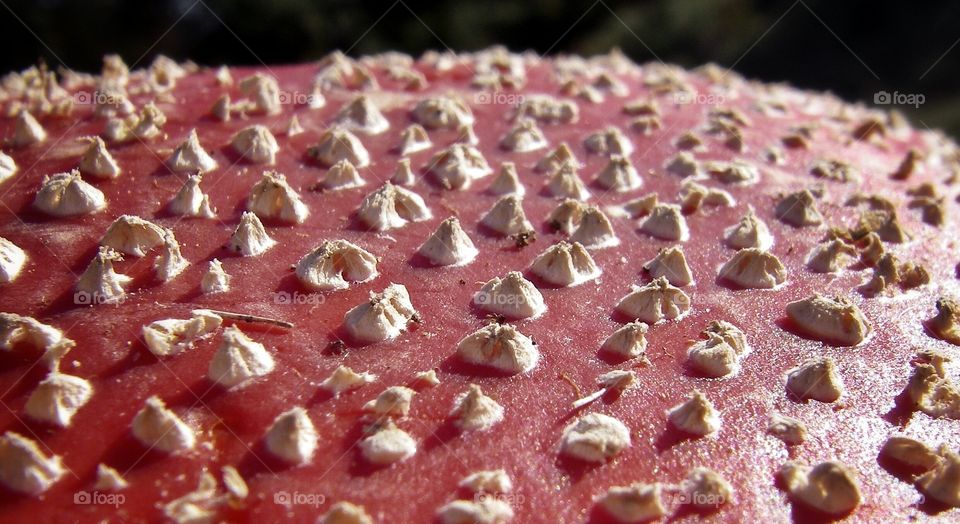 Fly agaric cap detail. The small warts on top of a fly amanita mushroom
