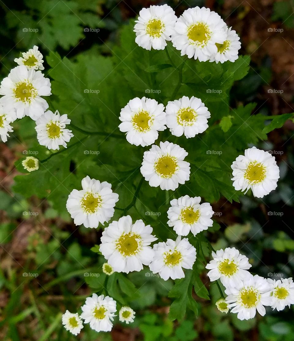Elevated view of daisy flowers