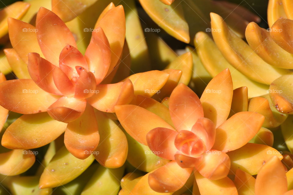 Beautiful cactus plants