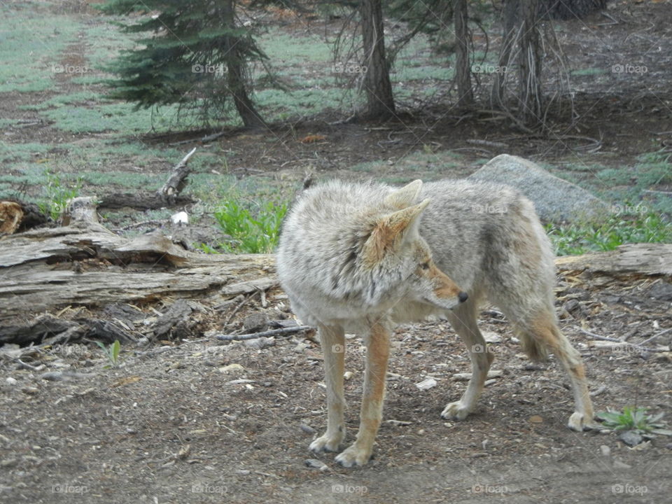 coyote