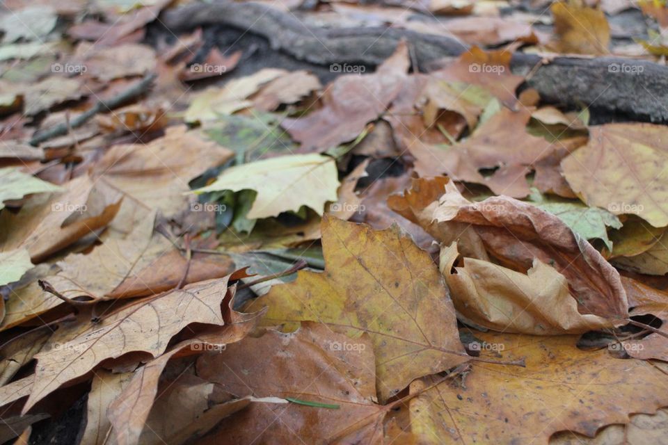 Fall leaves