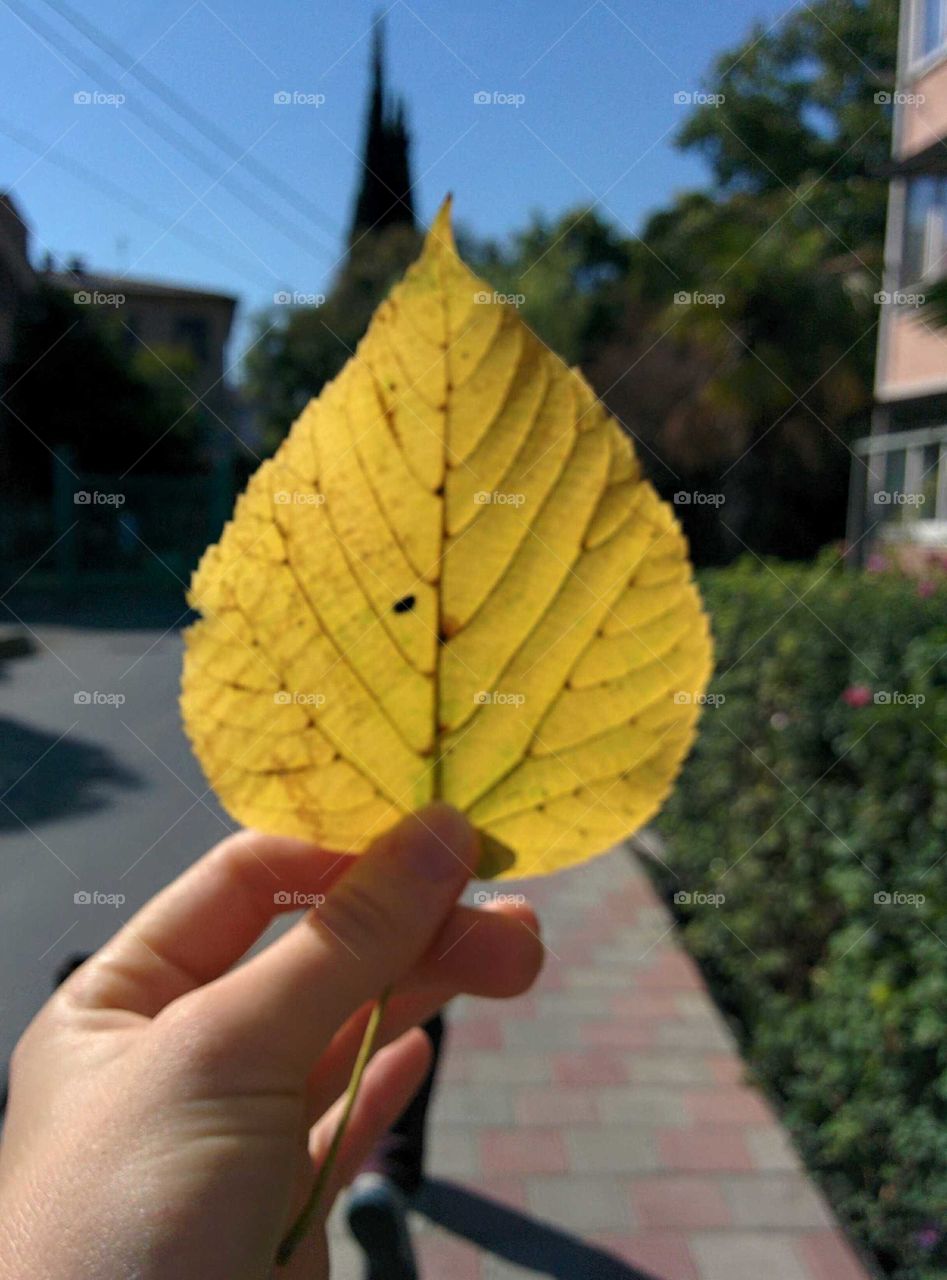 Leaf, Fall, Nature, Outdoors, No Person