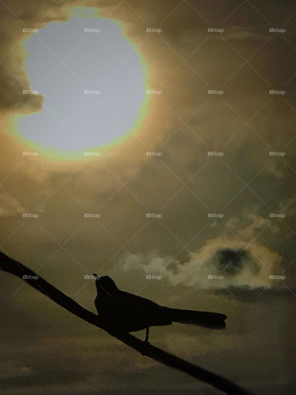 Bird looking up at the Sun