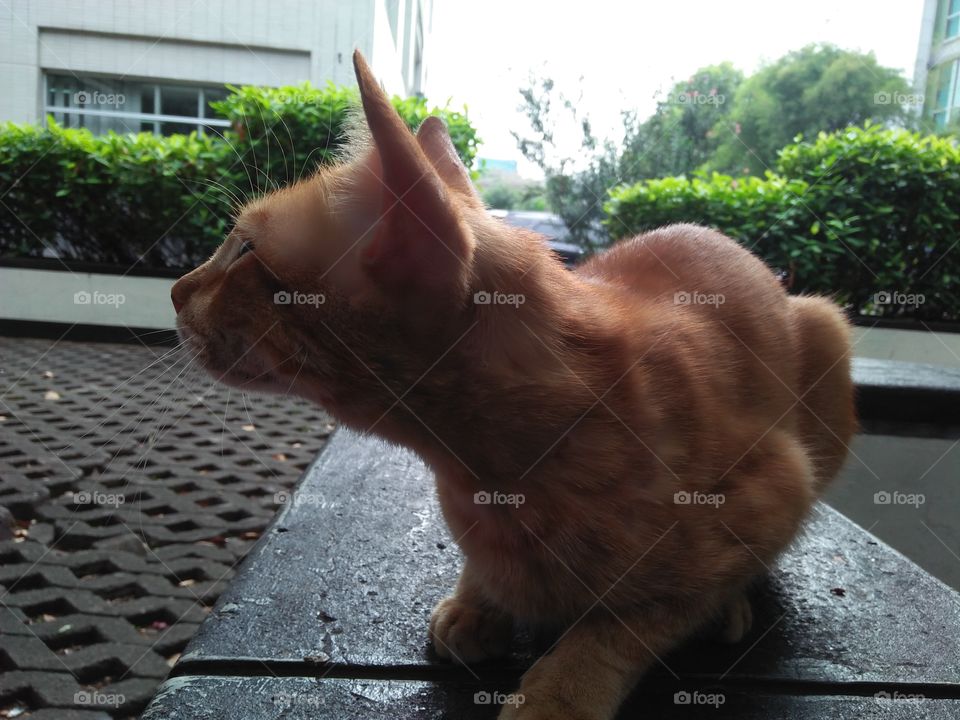 My golden cat always make me smile with a funny behavior, location jakarta indonesia