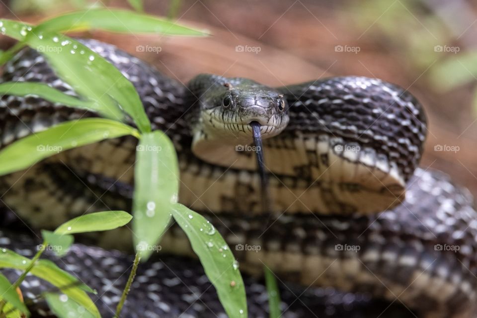 Foap, Art of Composition. An eastern ratsnake (Pantherophis alleghaniensis) is ready to strike. Focus on head, while body is slightly blurred. 