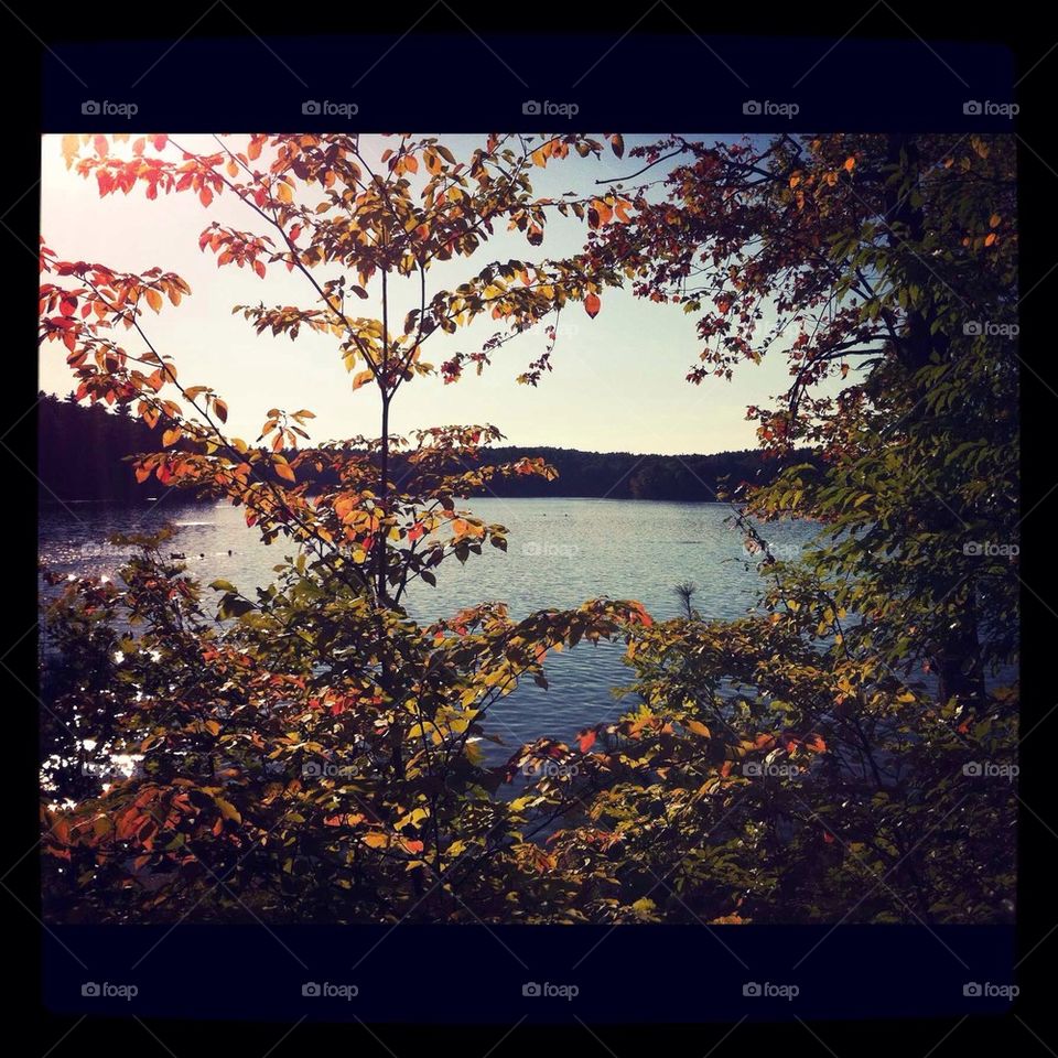 Walden pond