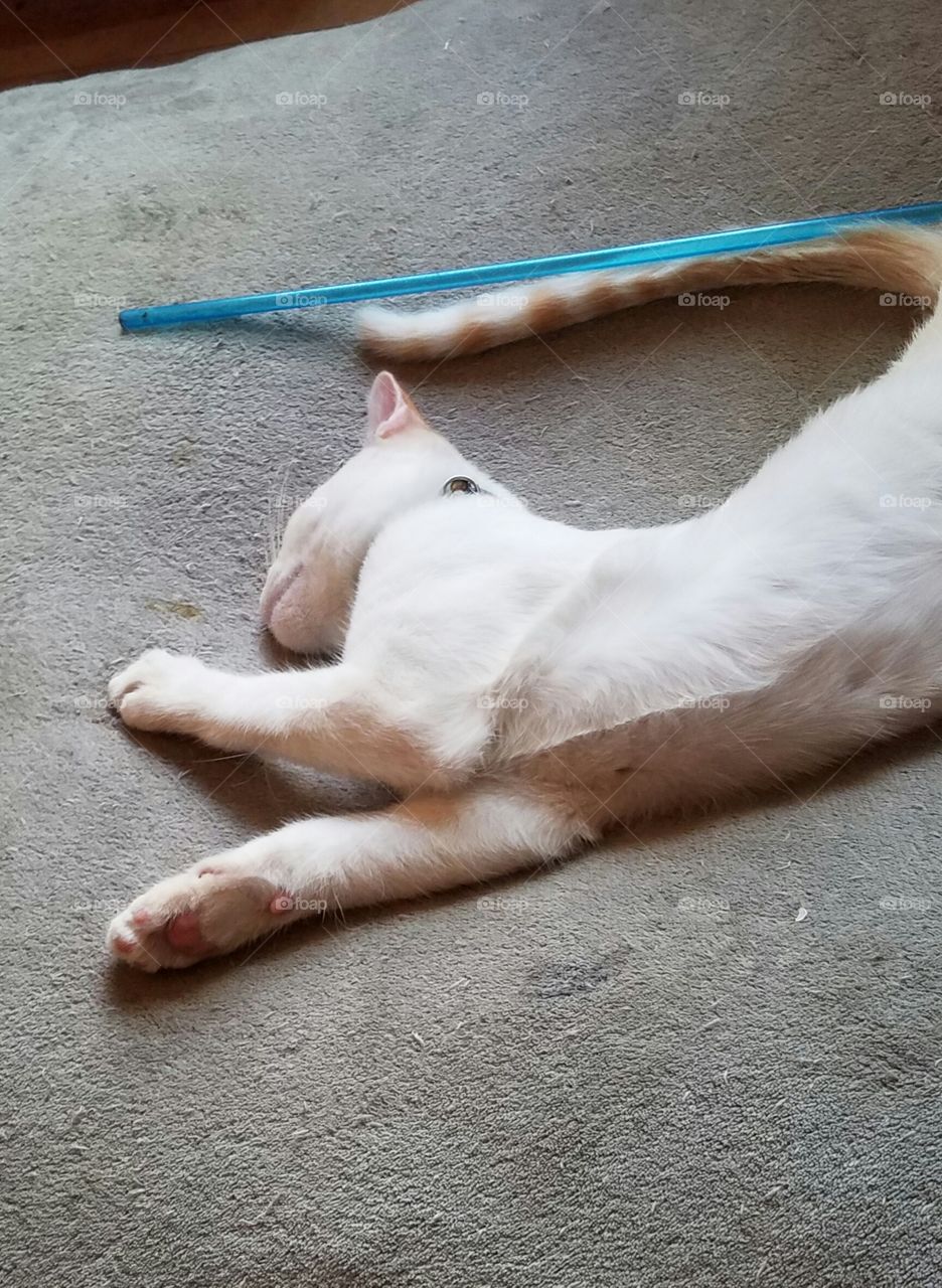 Duke sleeping on dog bed