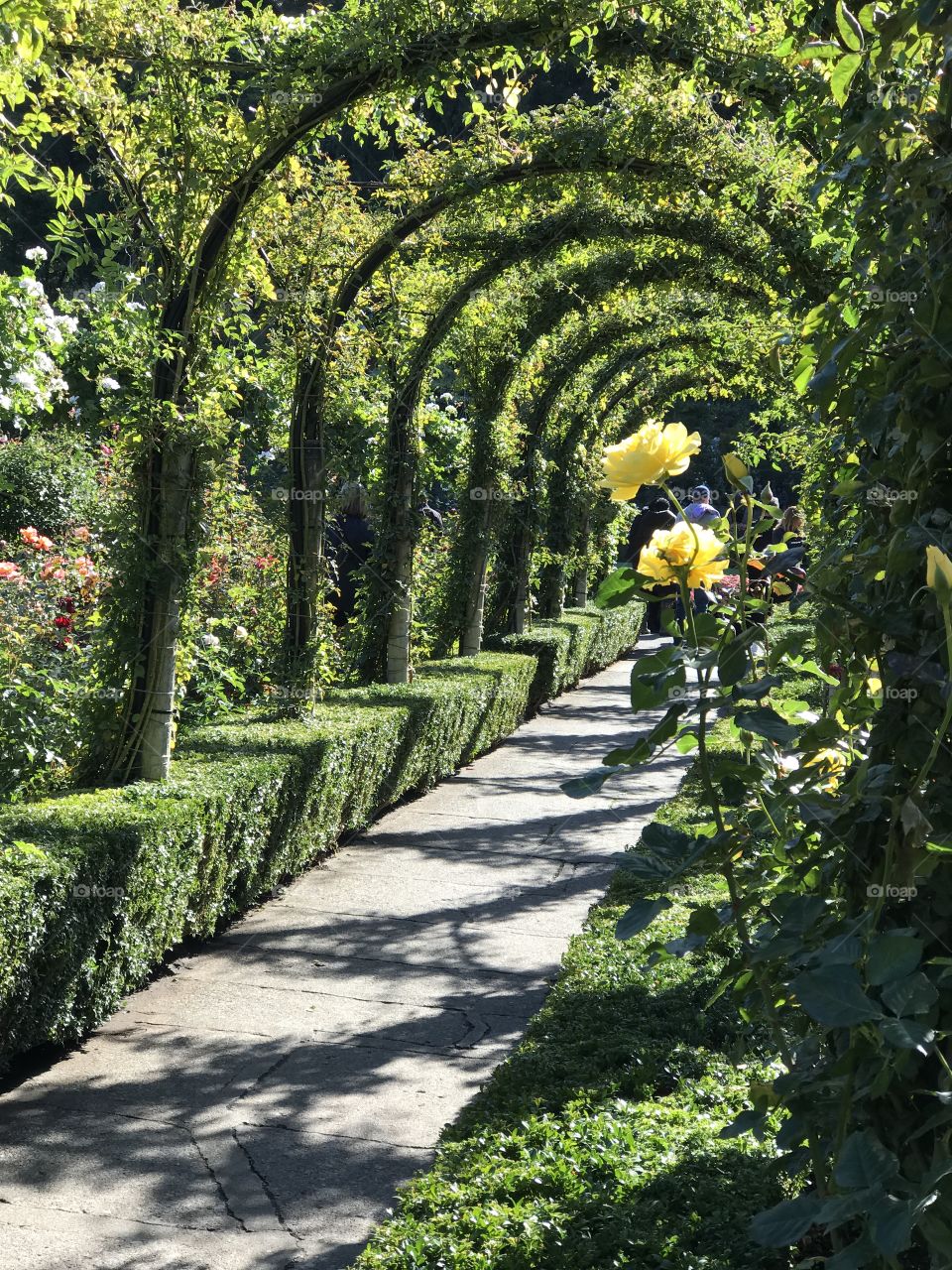 Yellow Roses