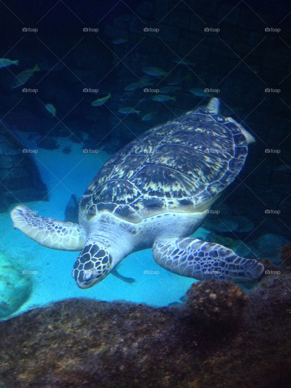 Sea turtle in water