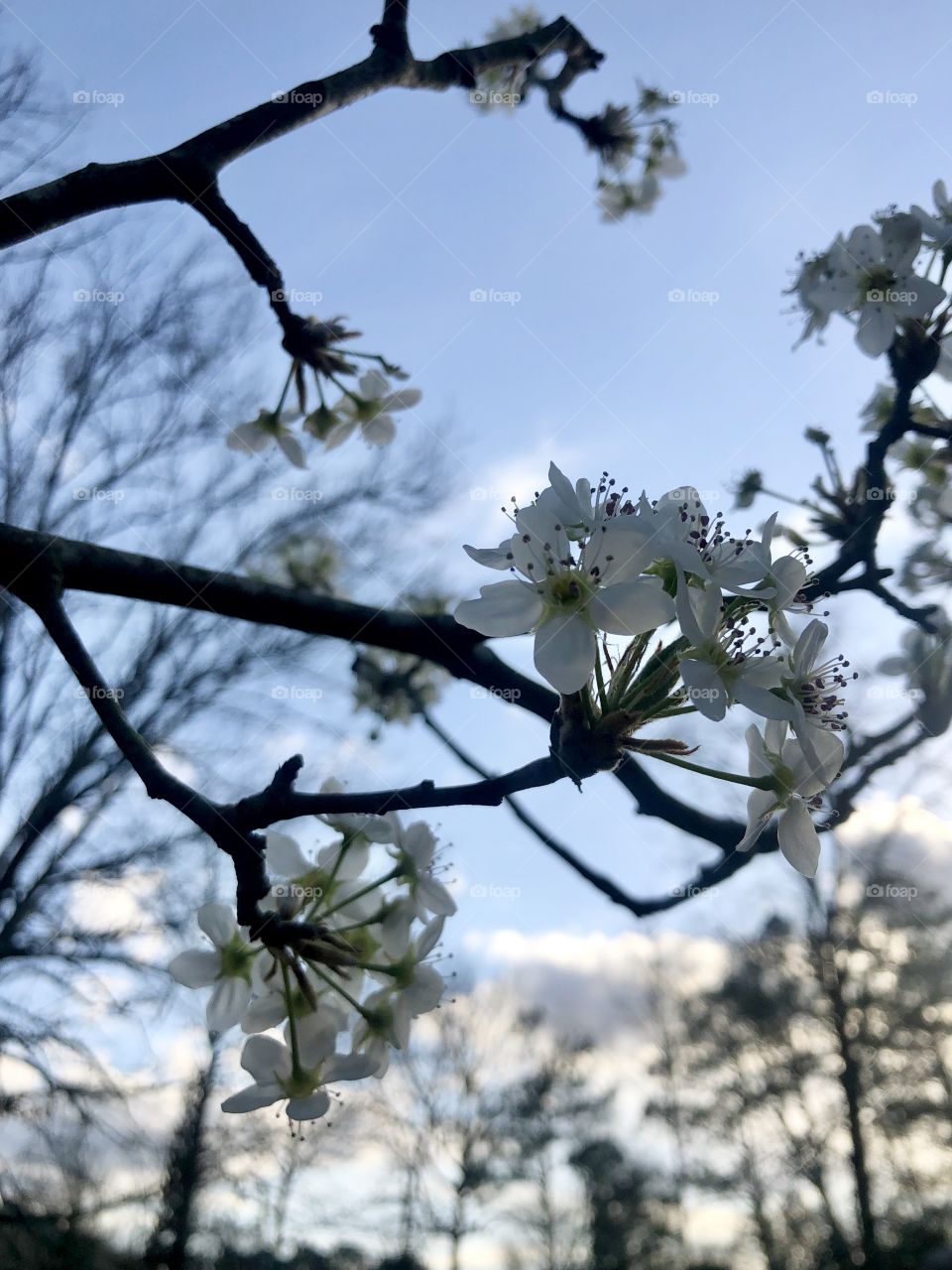 Pear tree blooming in early spring 