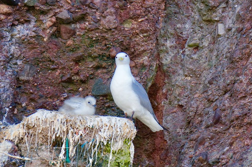 Kittiwake 