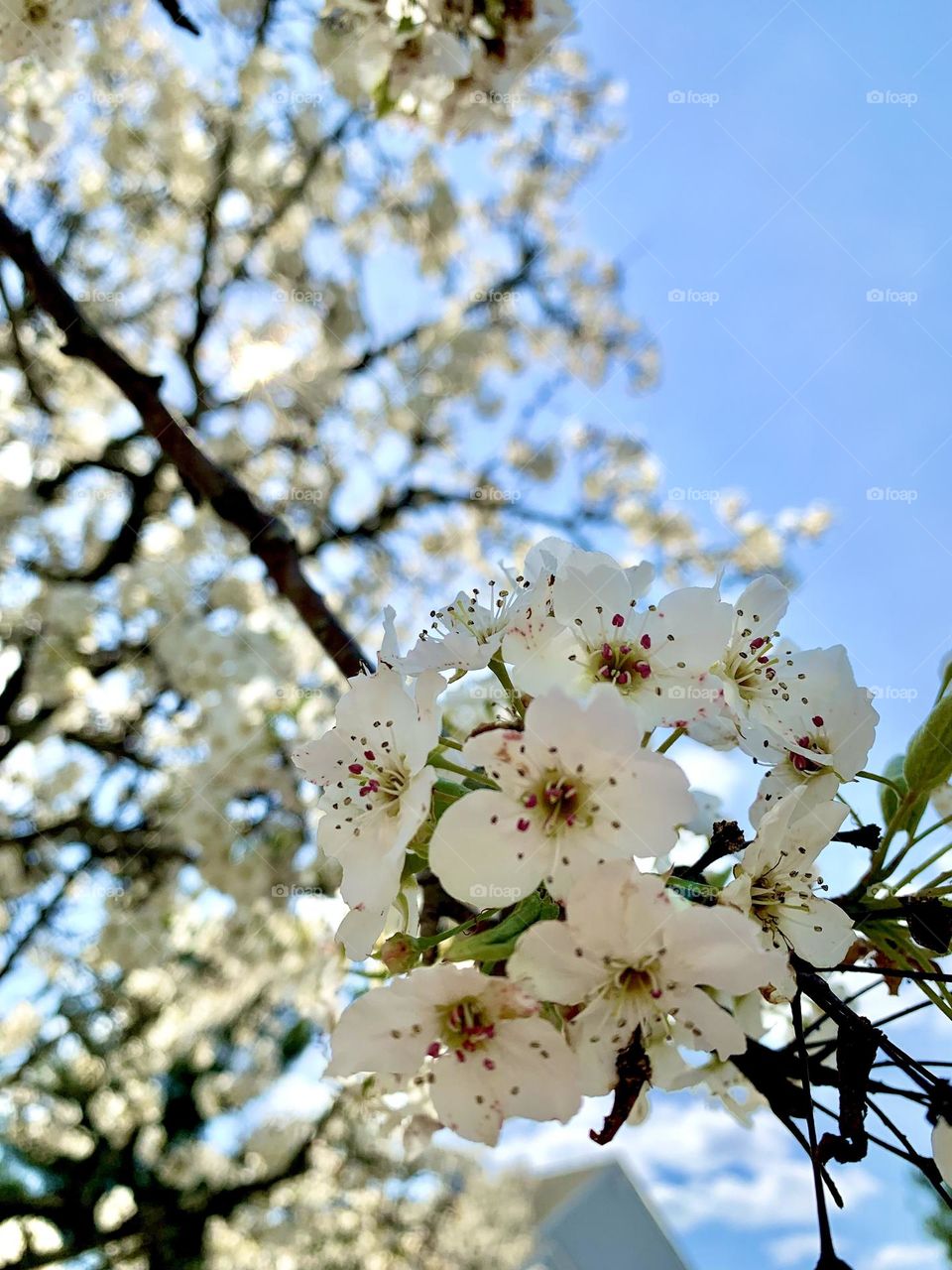 White flowers with a beautiful blue sky.