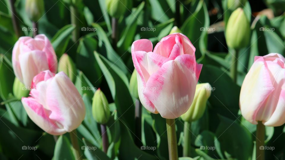 pink tulips