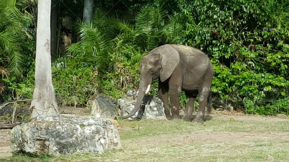 A large, majestic elephant makes their way through the grassland at Animal Kingdom at the Walt Disney World Resort in Orlando, Florida.