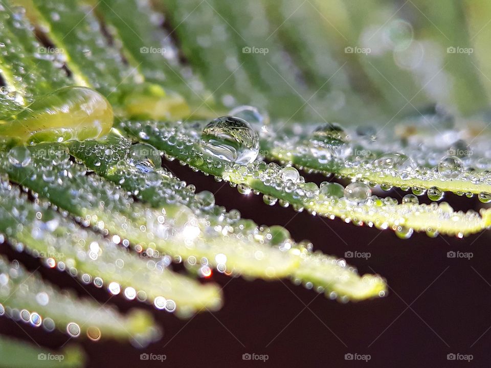 dew on fern leaf