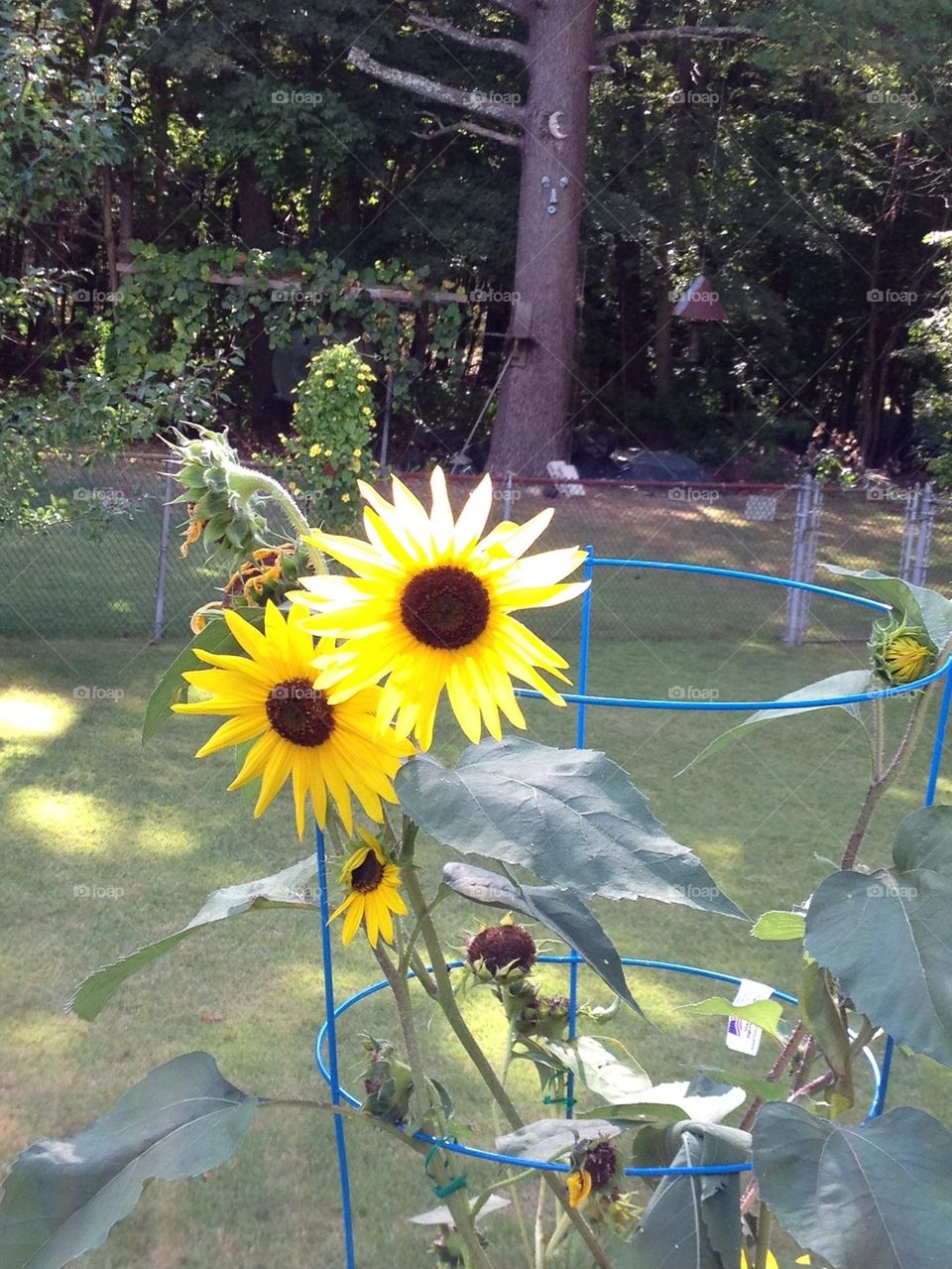 SUNFLOWERS AND PINE TREE