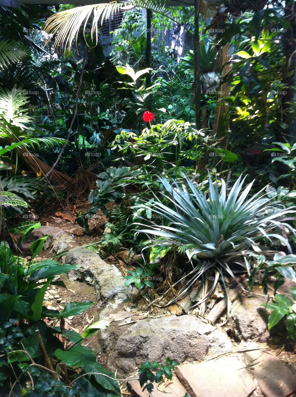 Inside jungle 