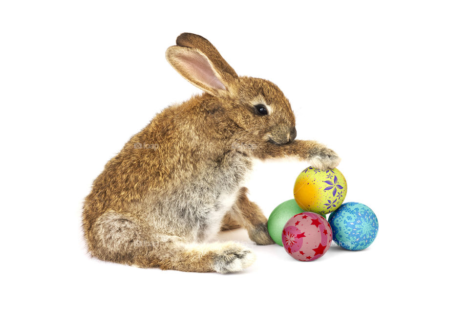 Easter Rabbit