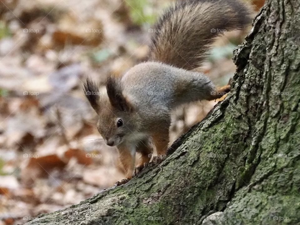 Squirrel