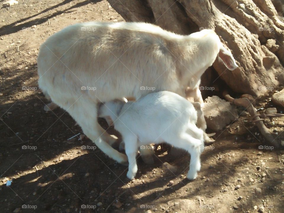  A small pregnancy breastfeeding his mother