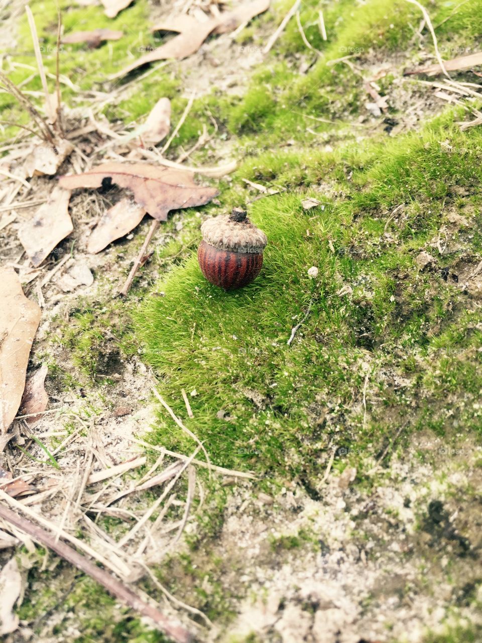 Acorn 