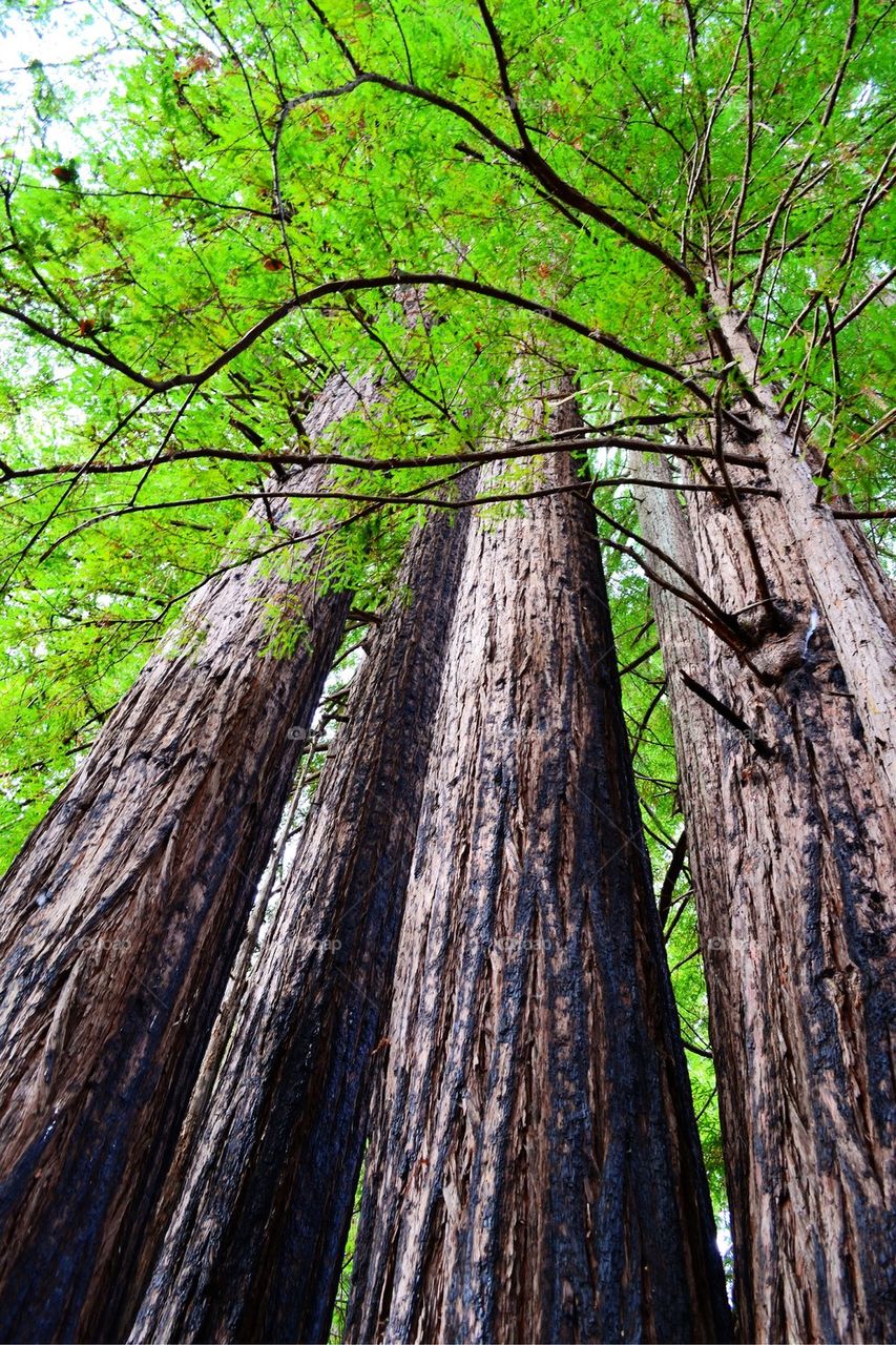 Low angle view of tree