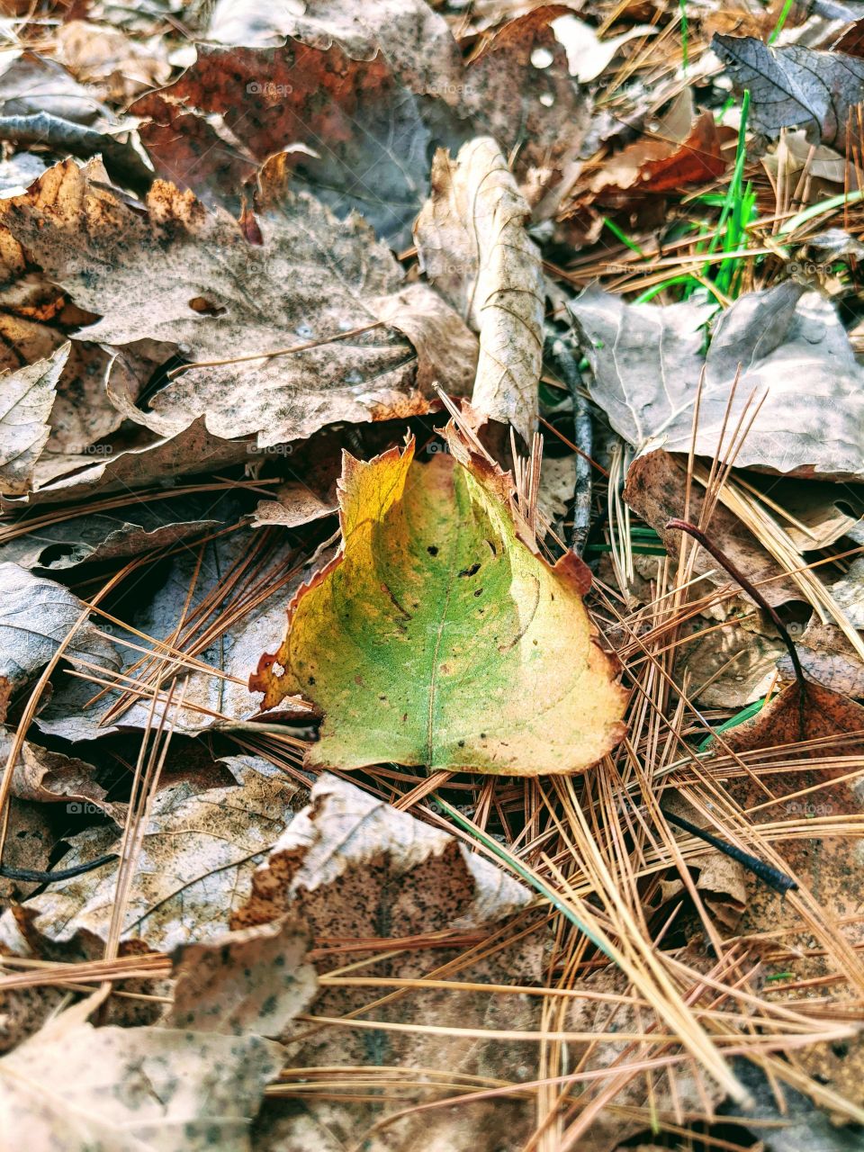 Autumn leaf catching the sun rays