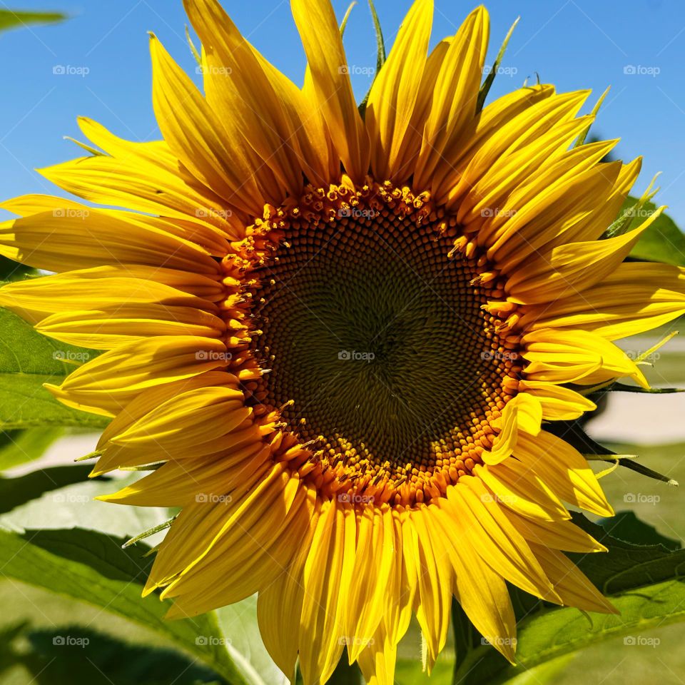Sunflower 