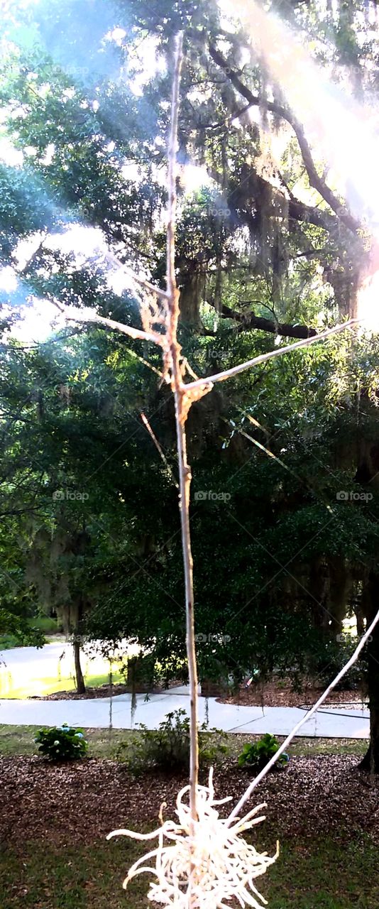 spider web spun on dead branch