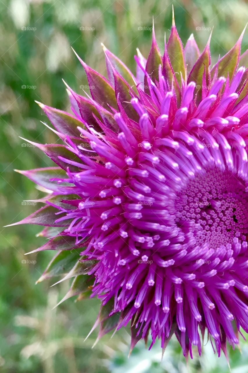 Isolated closeup of a milk thistle flower head