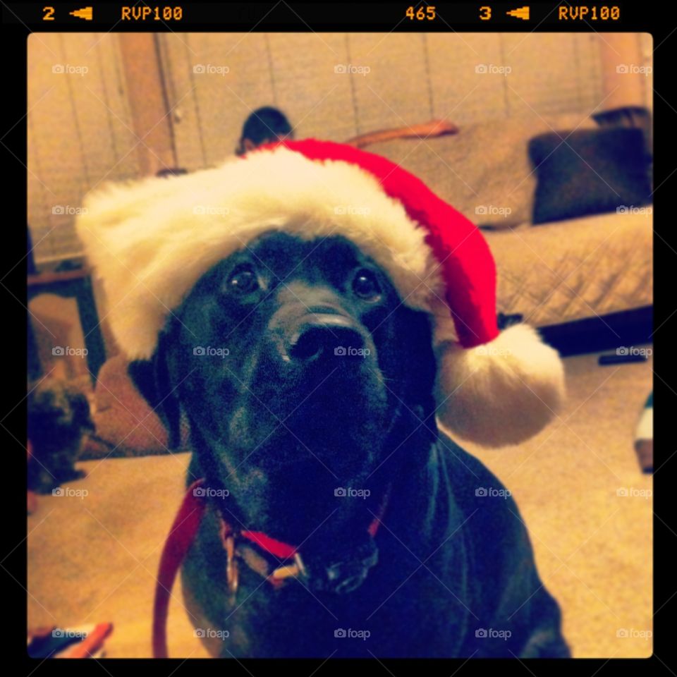Christmas doggo 