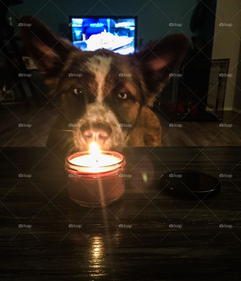 Puppy is fascinated by a candle