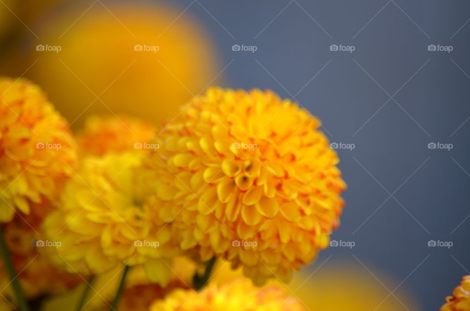 yellow flower