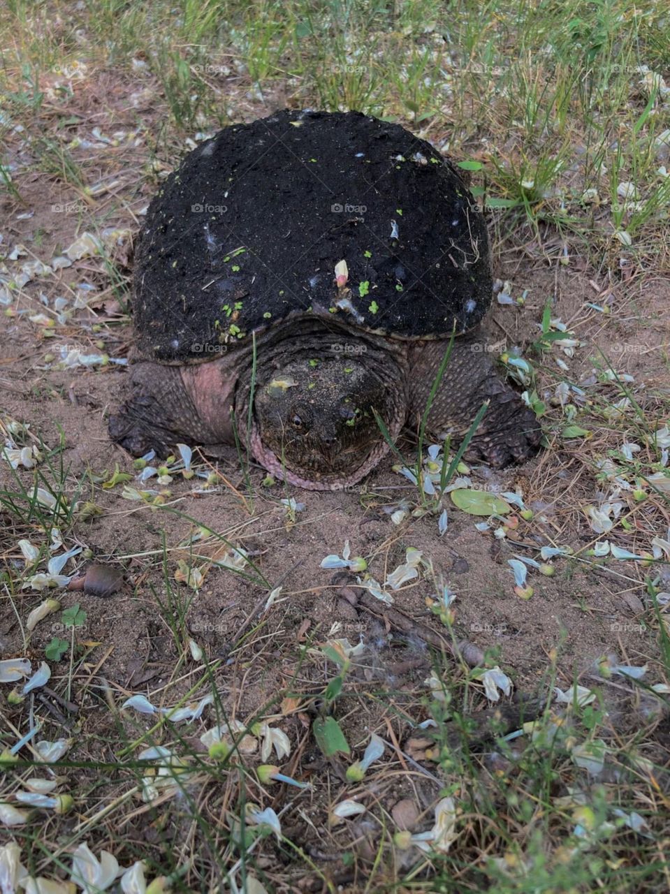 Just a turtle on our walk