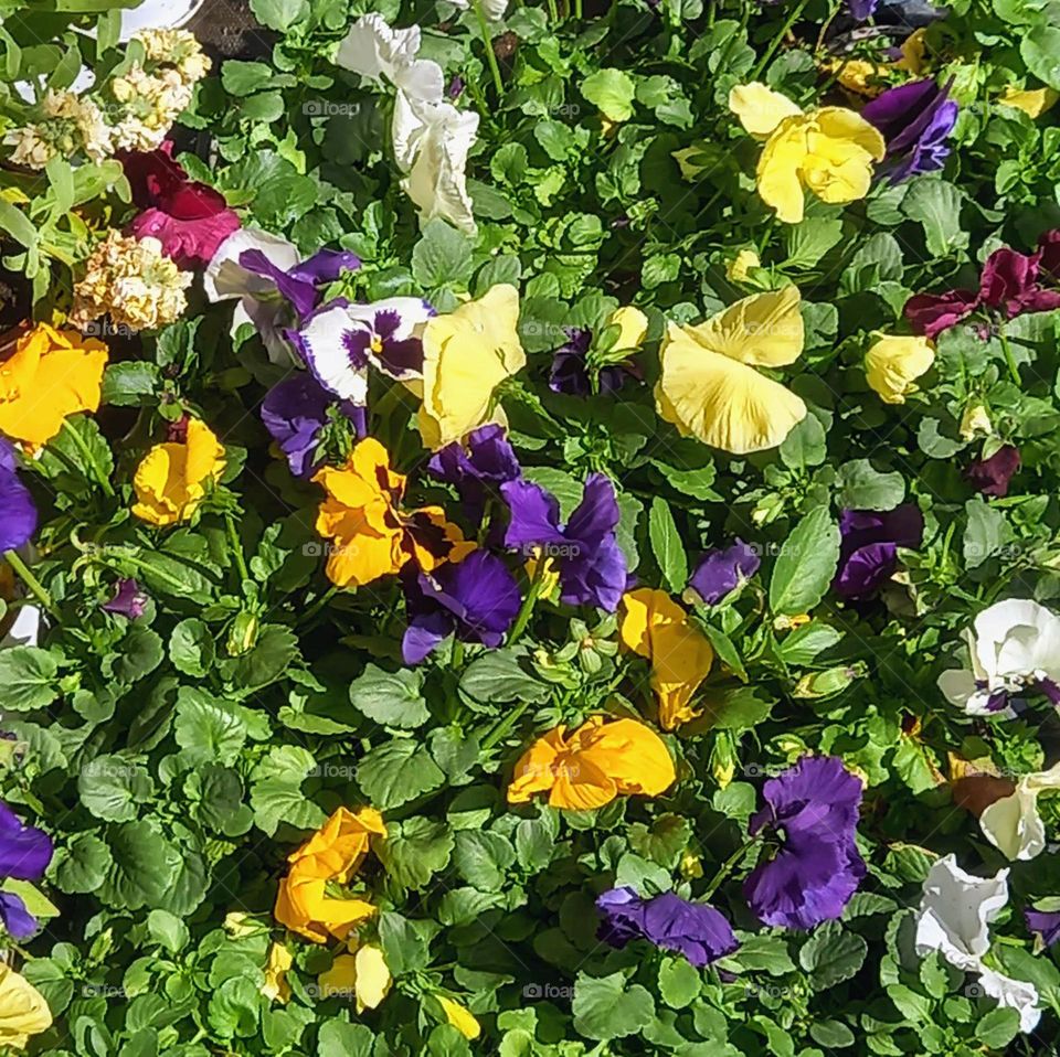 Plant plants to celebrate  Earth day