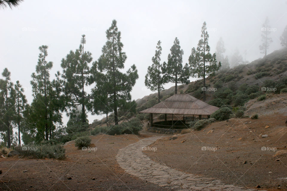 Tree, No Person, Landscape, Travel, Nature