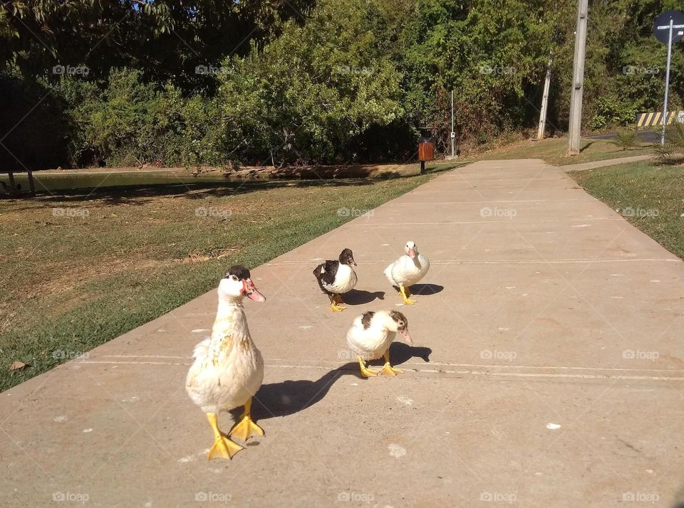 mother duck with ducklings using a walking path in a residential area