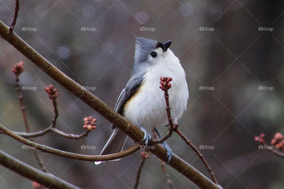Titmouse enjoying an early afternoon Spring mist among the blooming branches