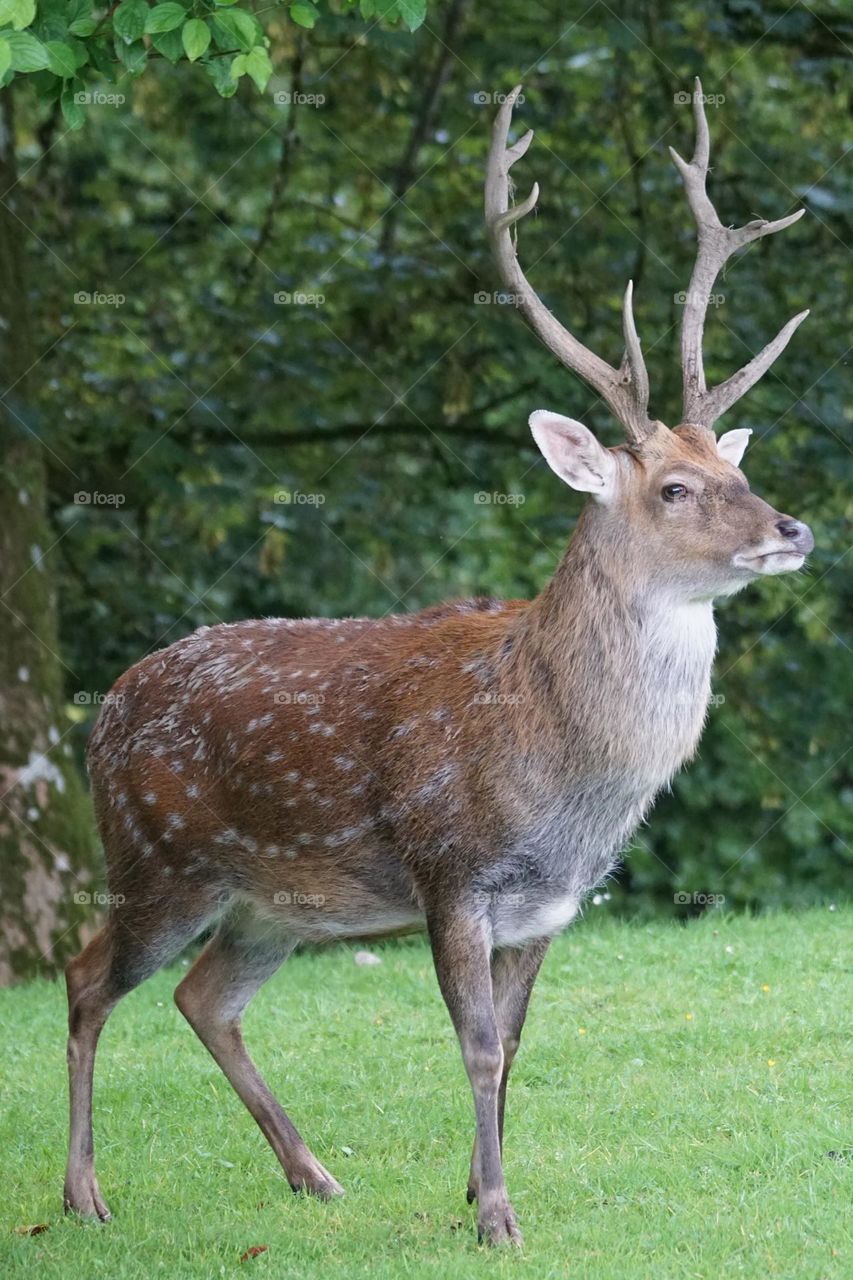 Beautiful skika deer