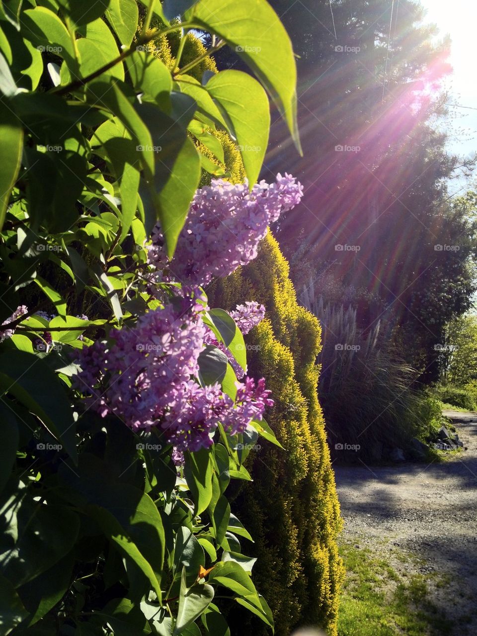 Lilac in sidelight 