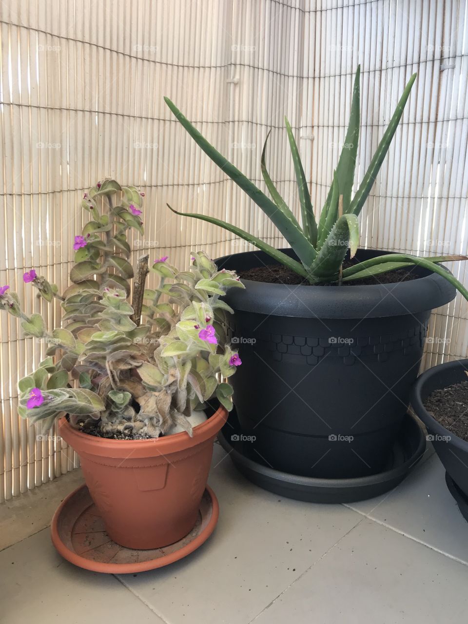 Suculentas e aloe vera 
